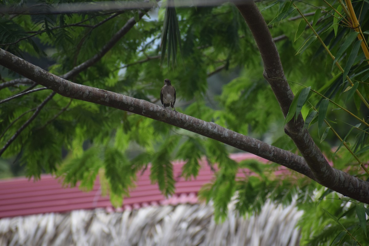 Black-billed Thrush - ML625013679