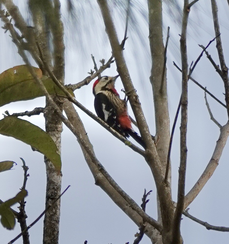 Necklaced Woodpecker - ML625013739