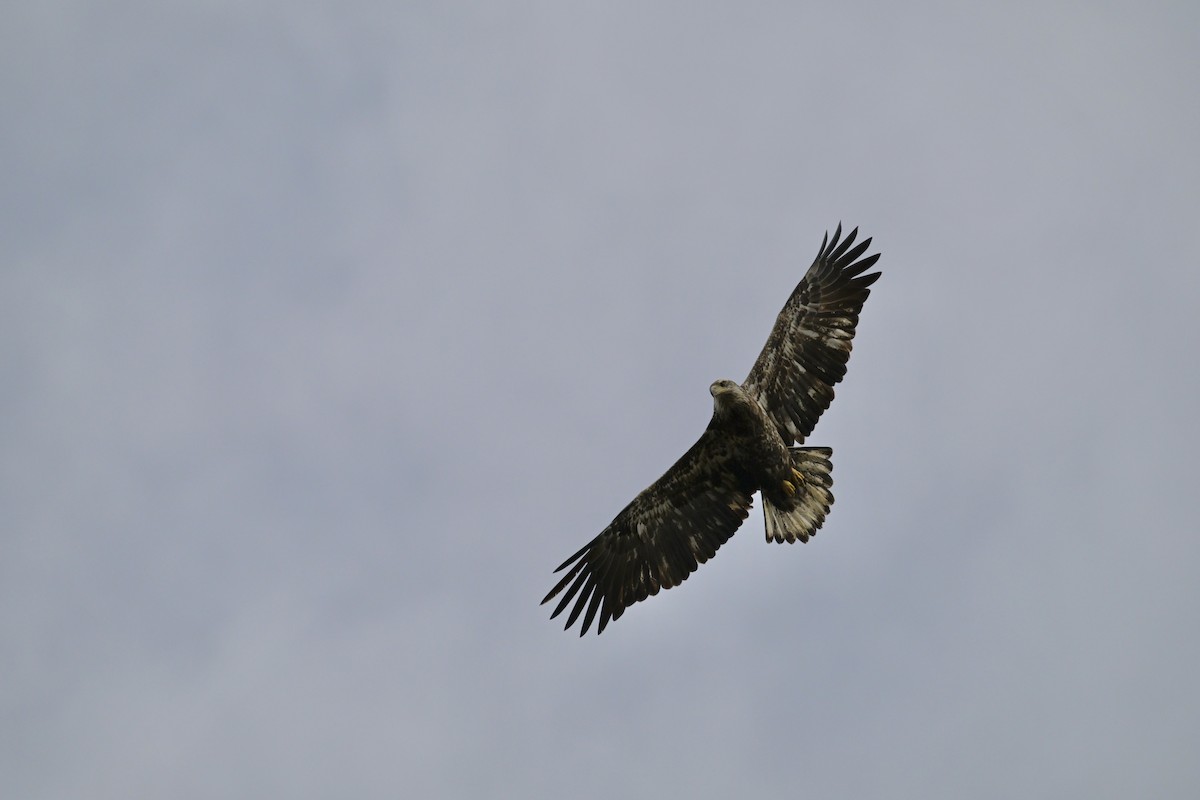 Weißkopf-Seeadler - ML625013799