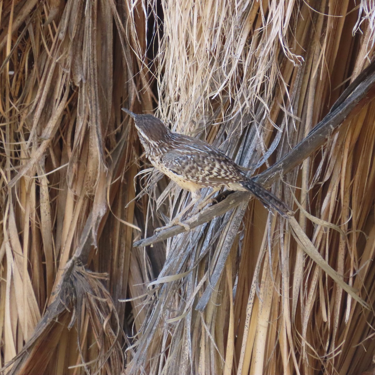 Cactus Wren - ML625013809