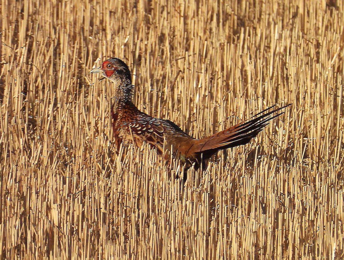 Ring-necked Pheasant - ML625013818