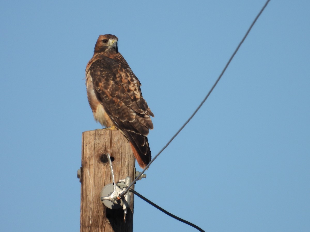 Red-tailed Hawk - ML625013830