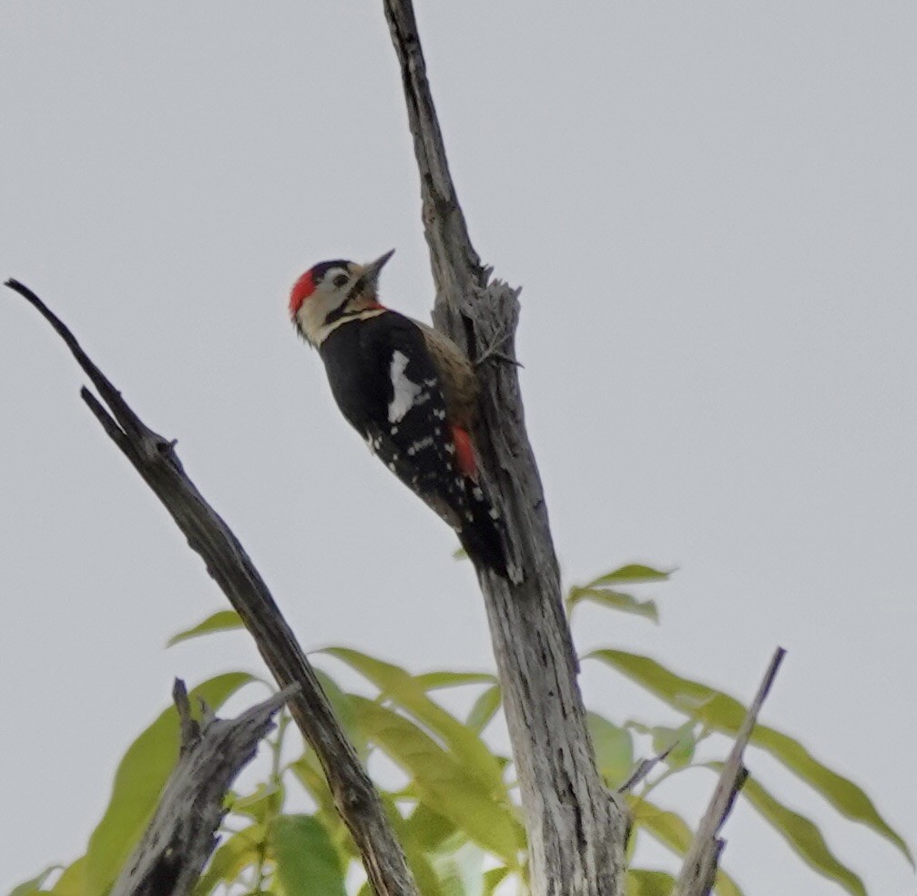 Necklaced Woodpecker - ML625013994