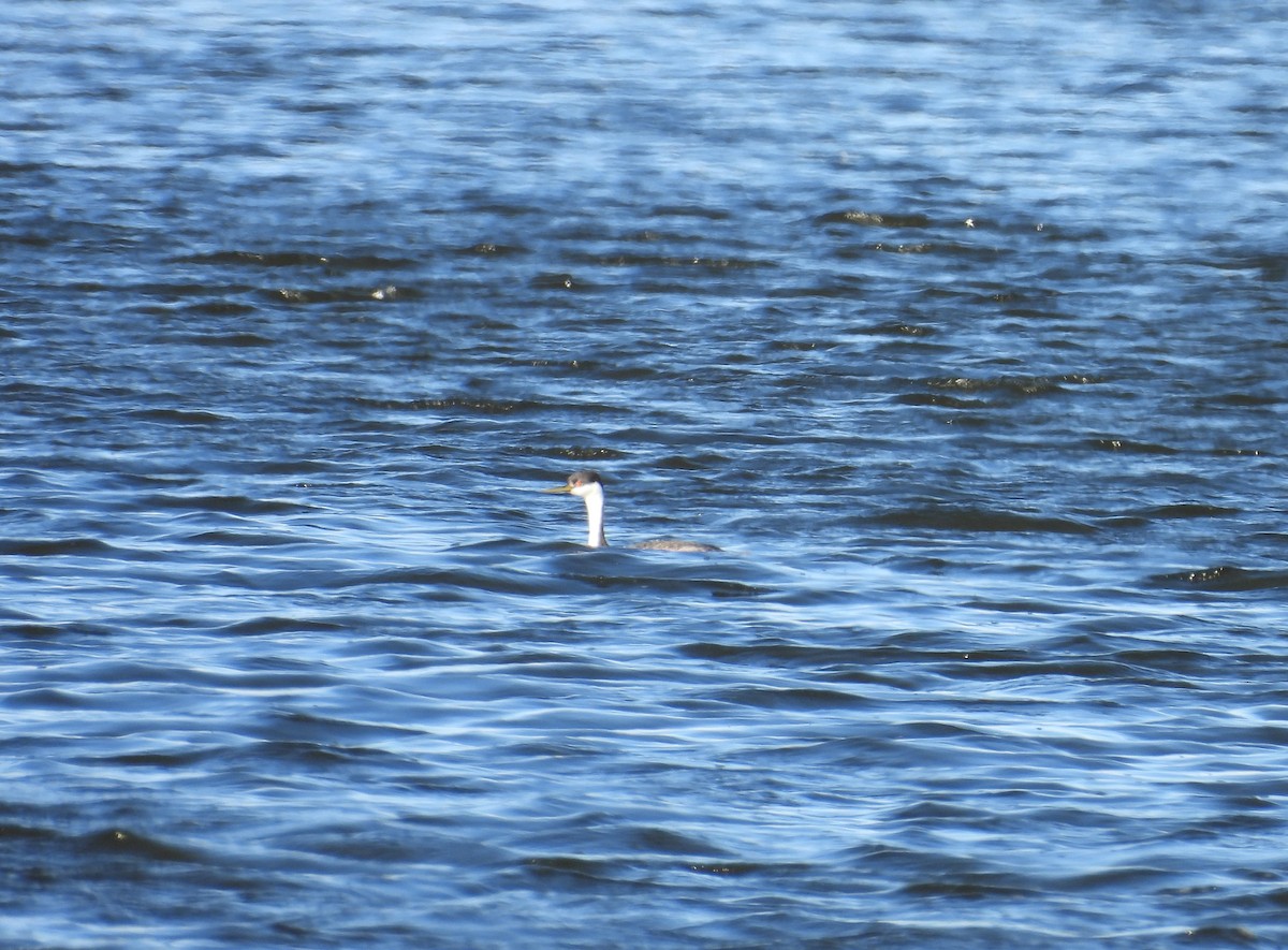 Western Grebe - ML625014090