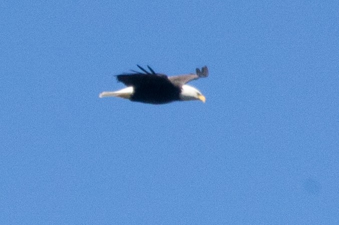 Bald Eagle - ML625014175