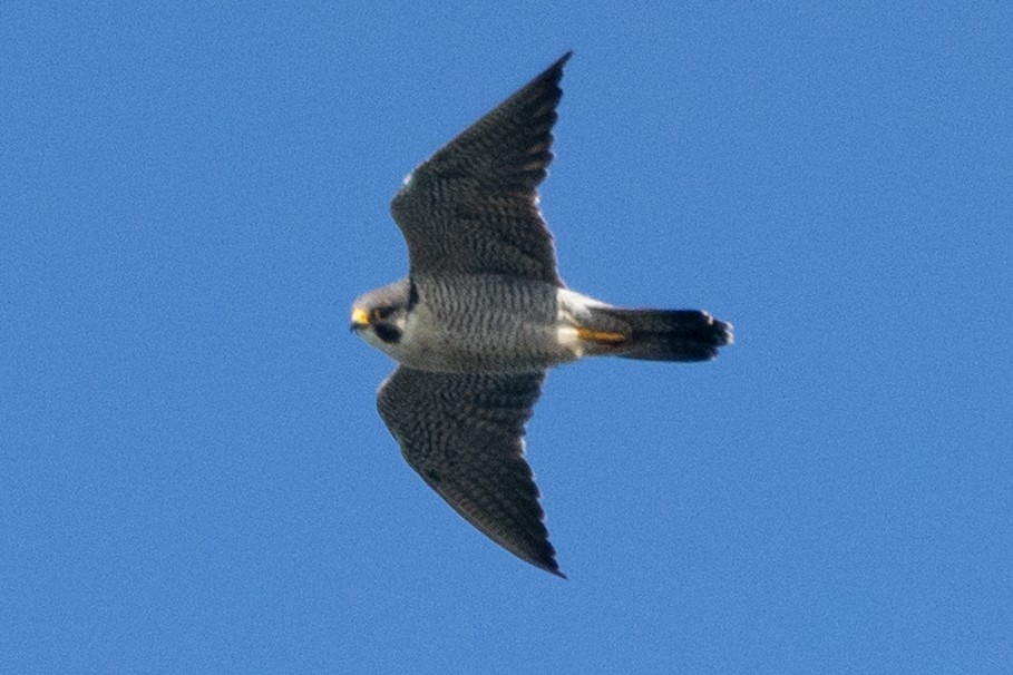 Peregrine Falcon - ML625014178