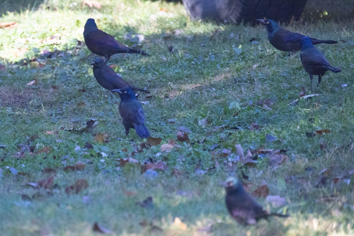 Common Grackle - ML625014183