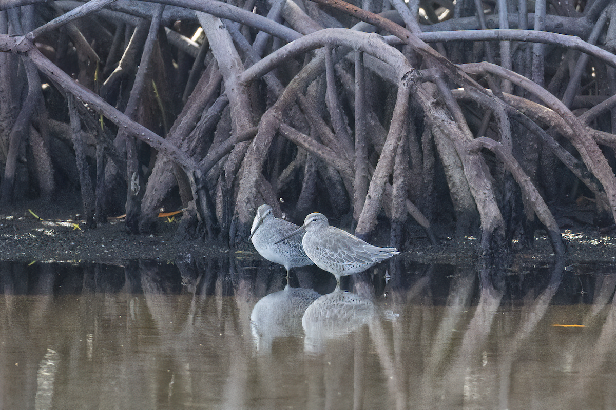 Short-billed Dowitcher - ML625014479