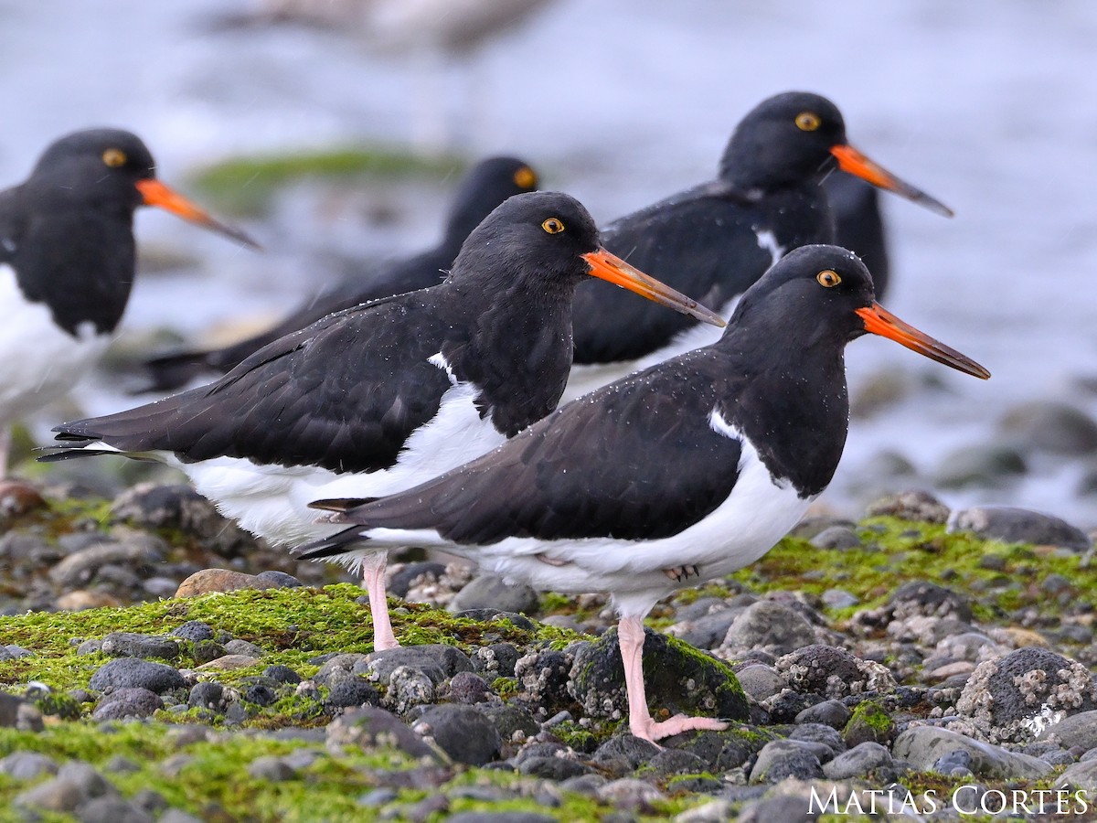 Magellanic Oystercatcher - ML625014527