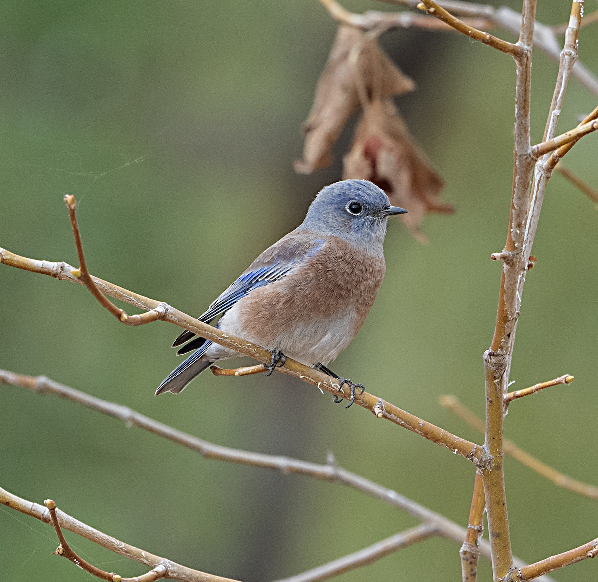 Western Bluebird - Terry Hurst