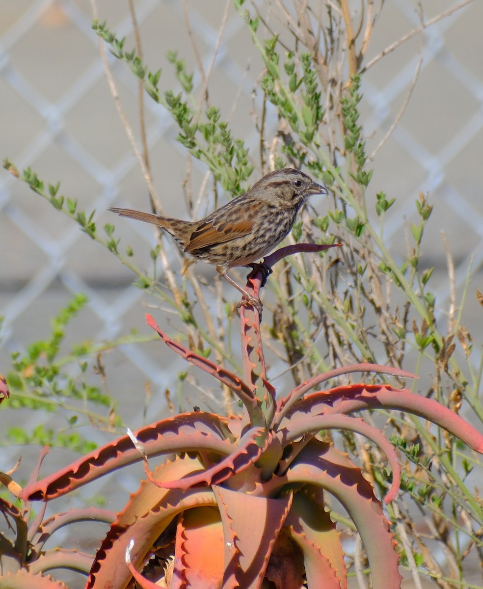 Song Sparrow - ML625014743