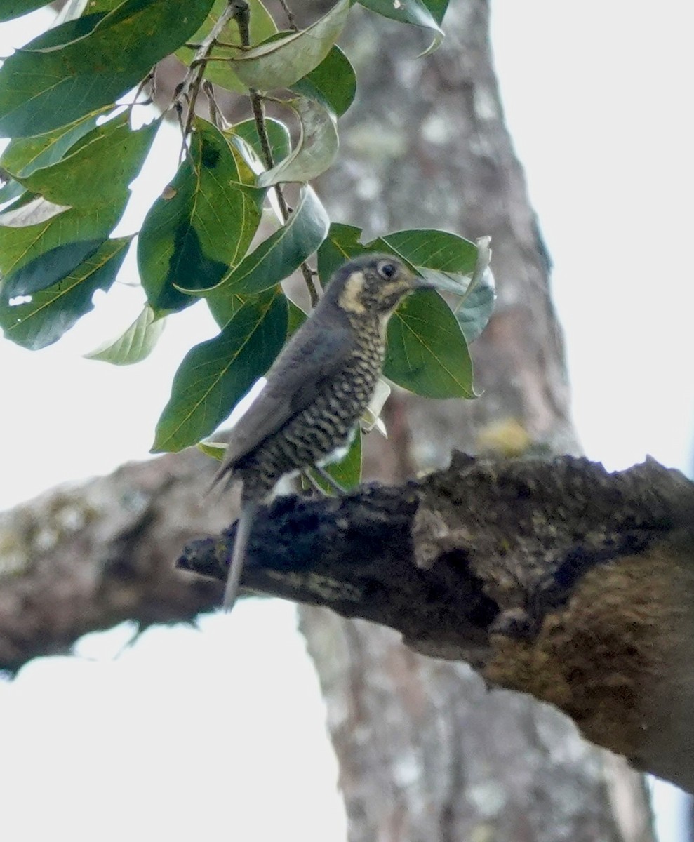 Chestnut-bellied Rock-Thrush - ML625014925