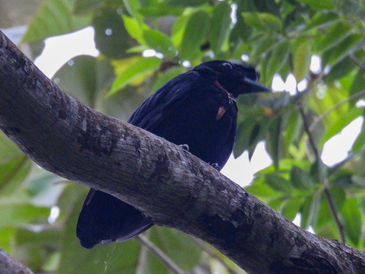 Bare-necked Umbrellabird - Daniel Garrigues