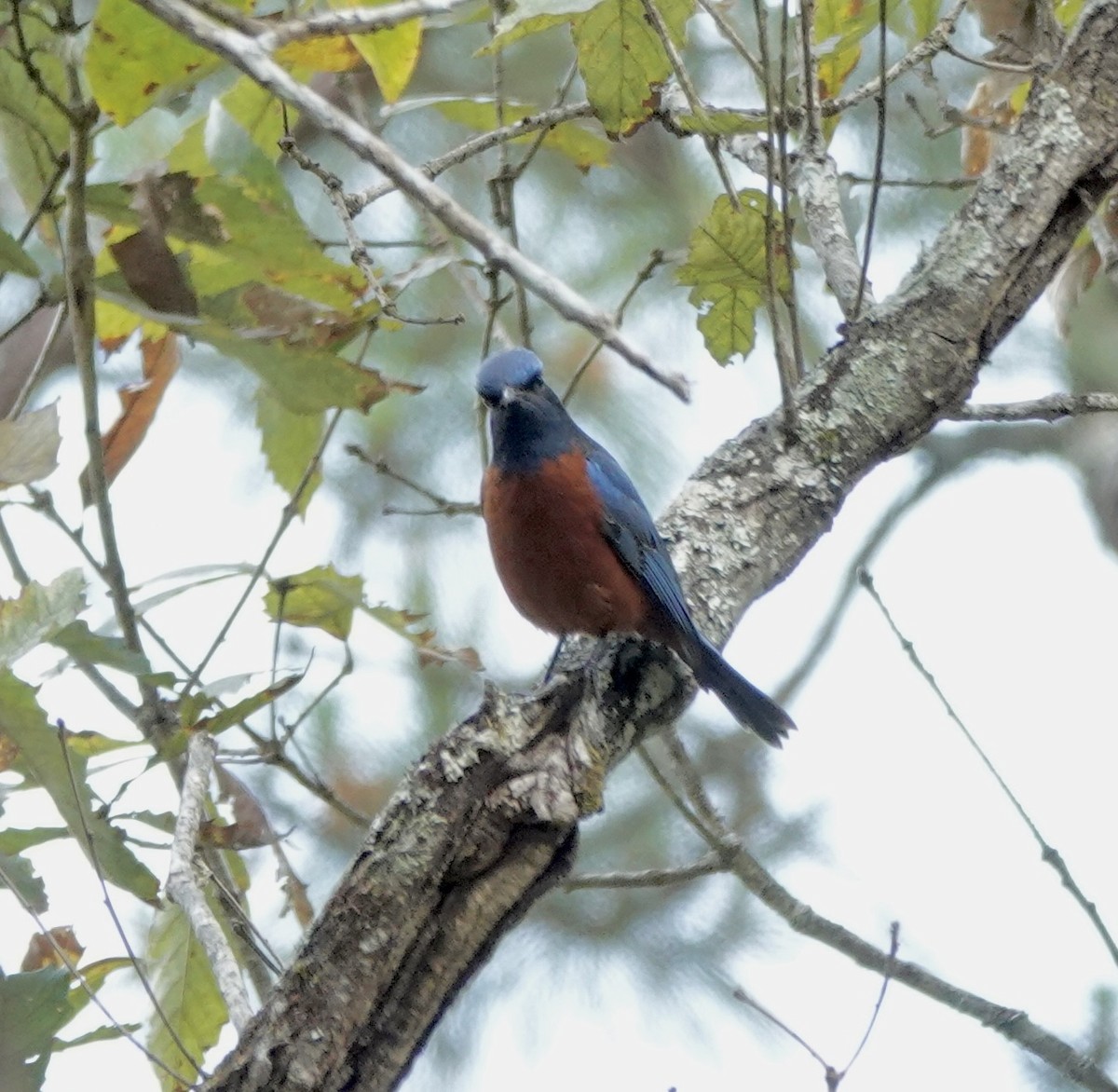 Chestnut-bellied Rock-Thrush - ML625014974