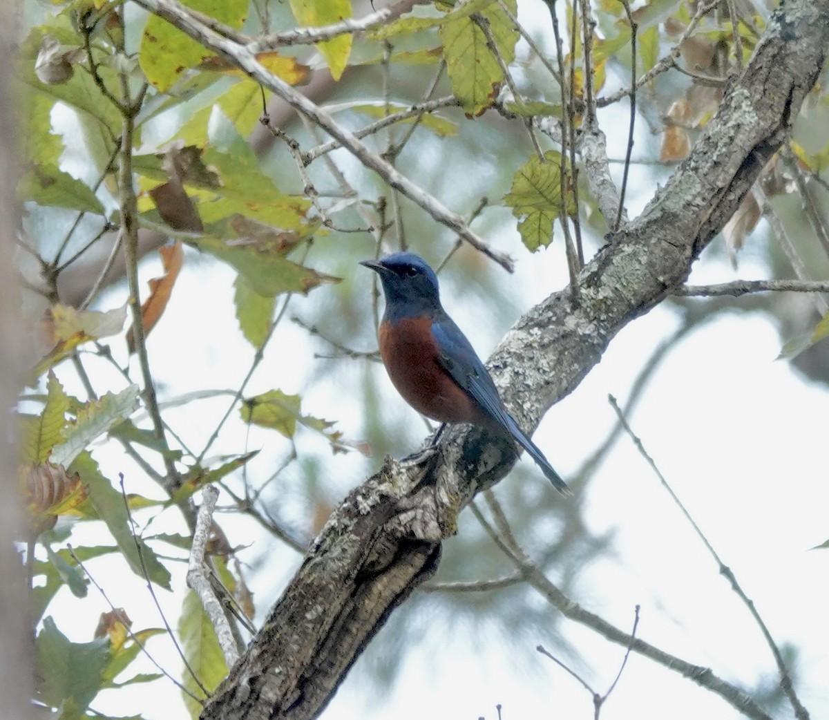 Chestnut-bellied Rock-Thrush - ML625015021