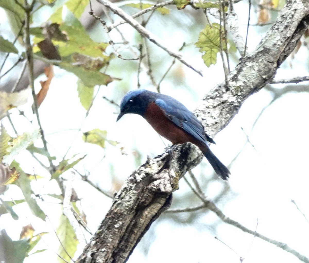 Chestnut-bellied Rock-Thrush - ML625015088