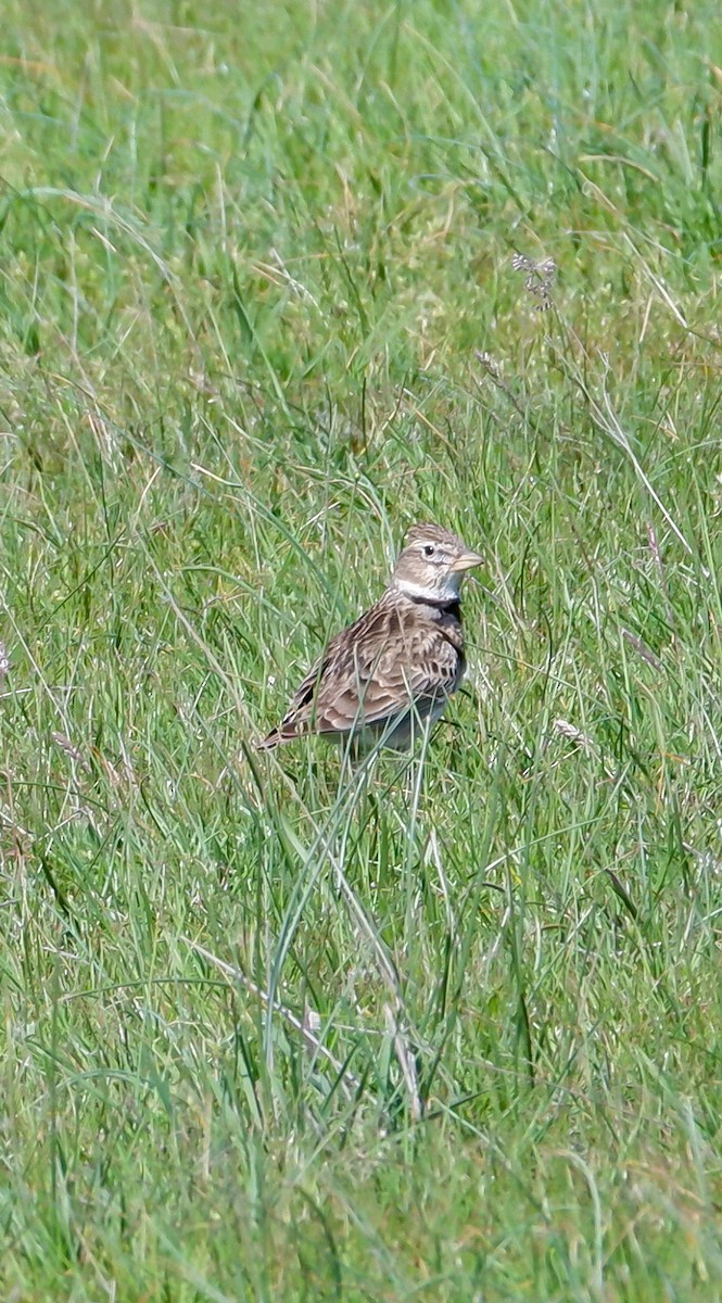 Kalandria eurasiarra - ML625015101