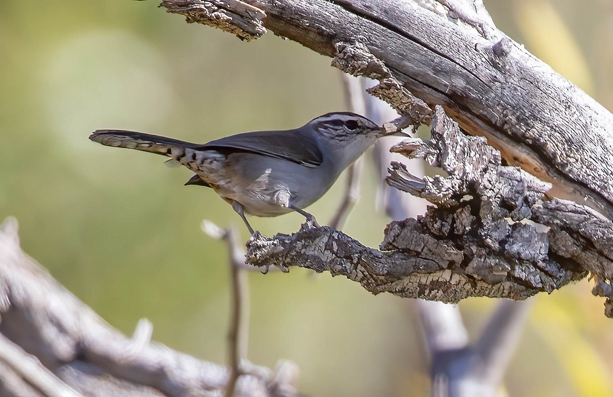 Bewick's Wren - ML625015102
