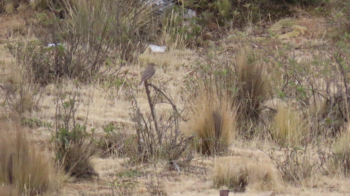 Black-billed Shrike-Tyrant - ML625015148