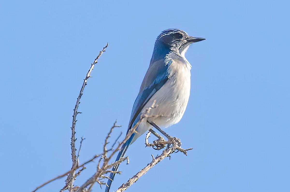 California/Woodhouse's Scrub-Jay - ML625015263