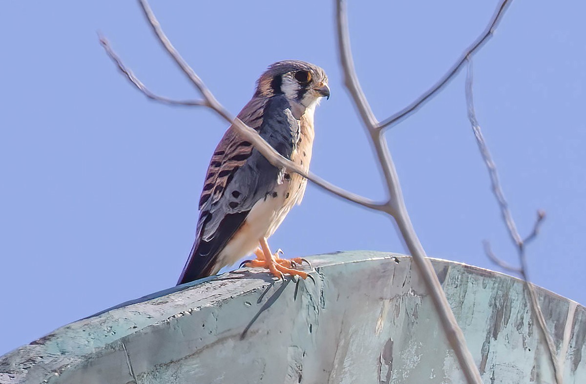 American Kestrel - ML625015354