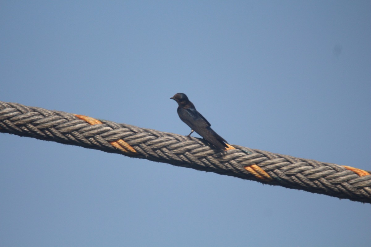 Gray-breasted Martin - ML625015507