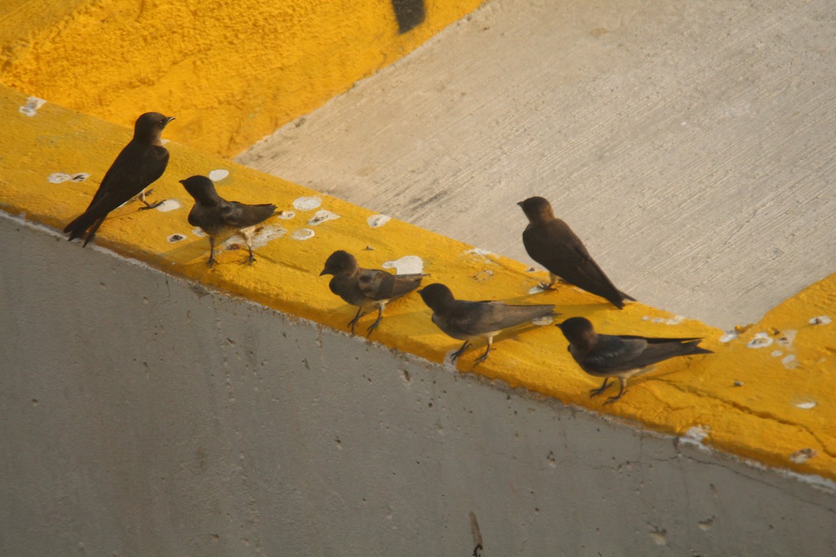 Gray-breasted Martin - ML625015508