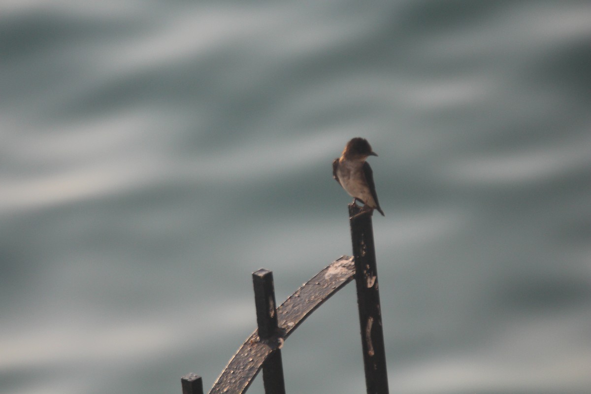 Gray-breasted Martin - ML625015509