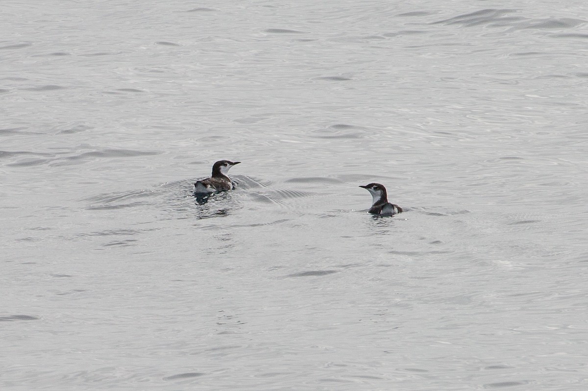 Guadalupe Murrelet - ML625015540