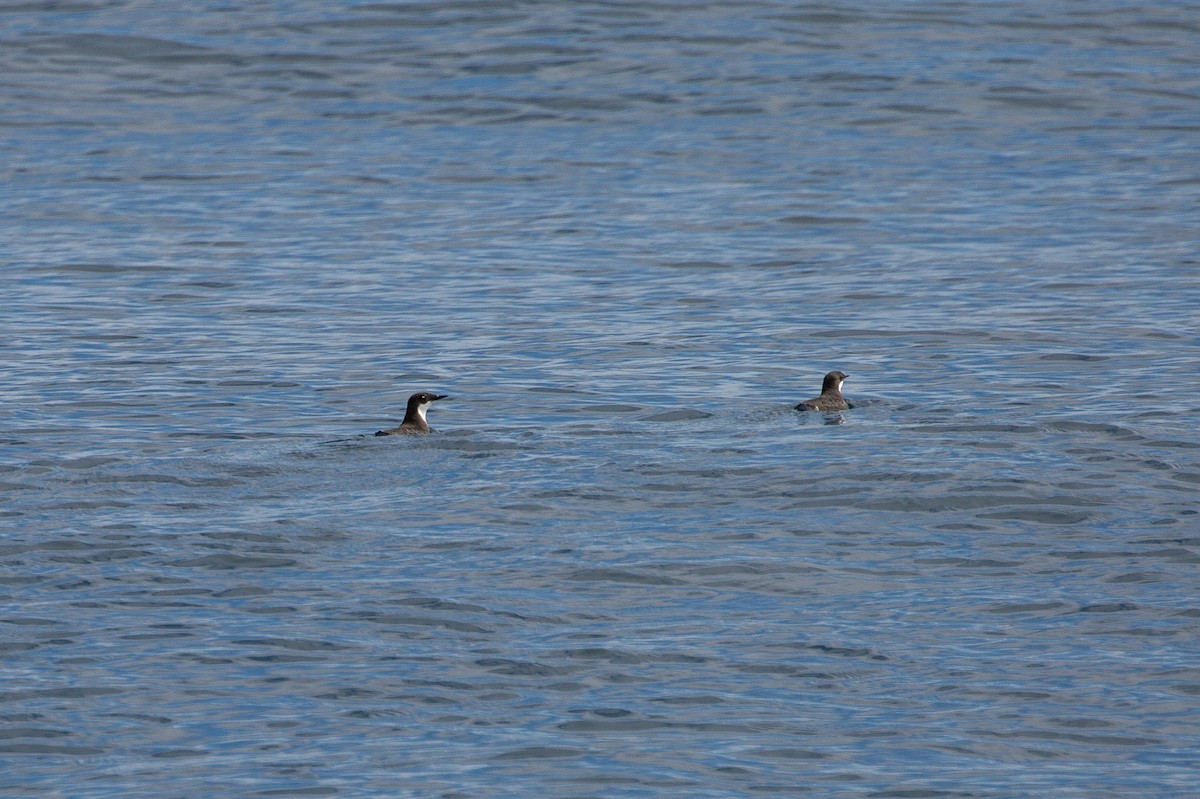 Craveri's Murrelet - ML625015545