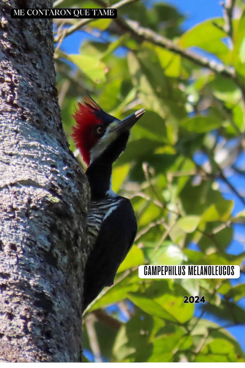 Crimson-crested Woodpecker - ML625015636