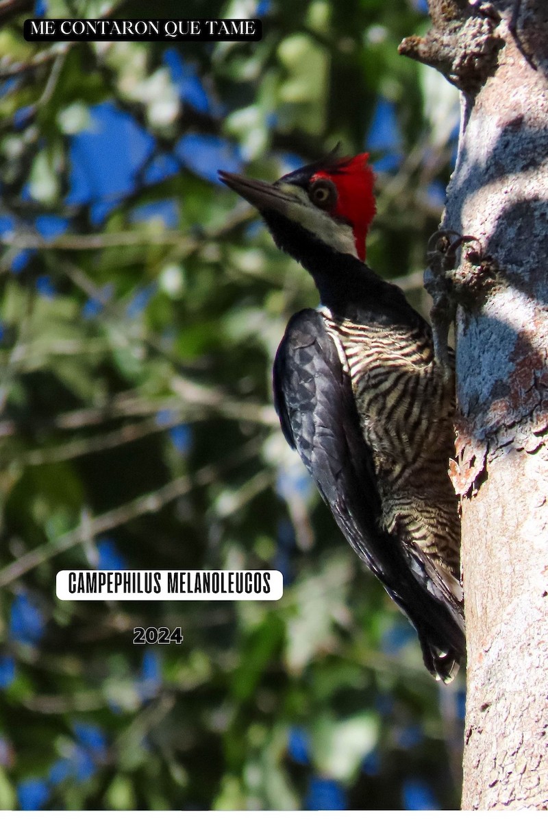 Crimson-crested Woodpecker - ML625015637
