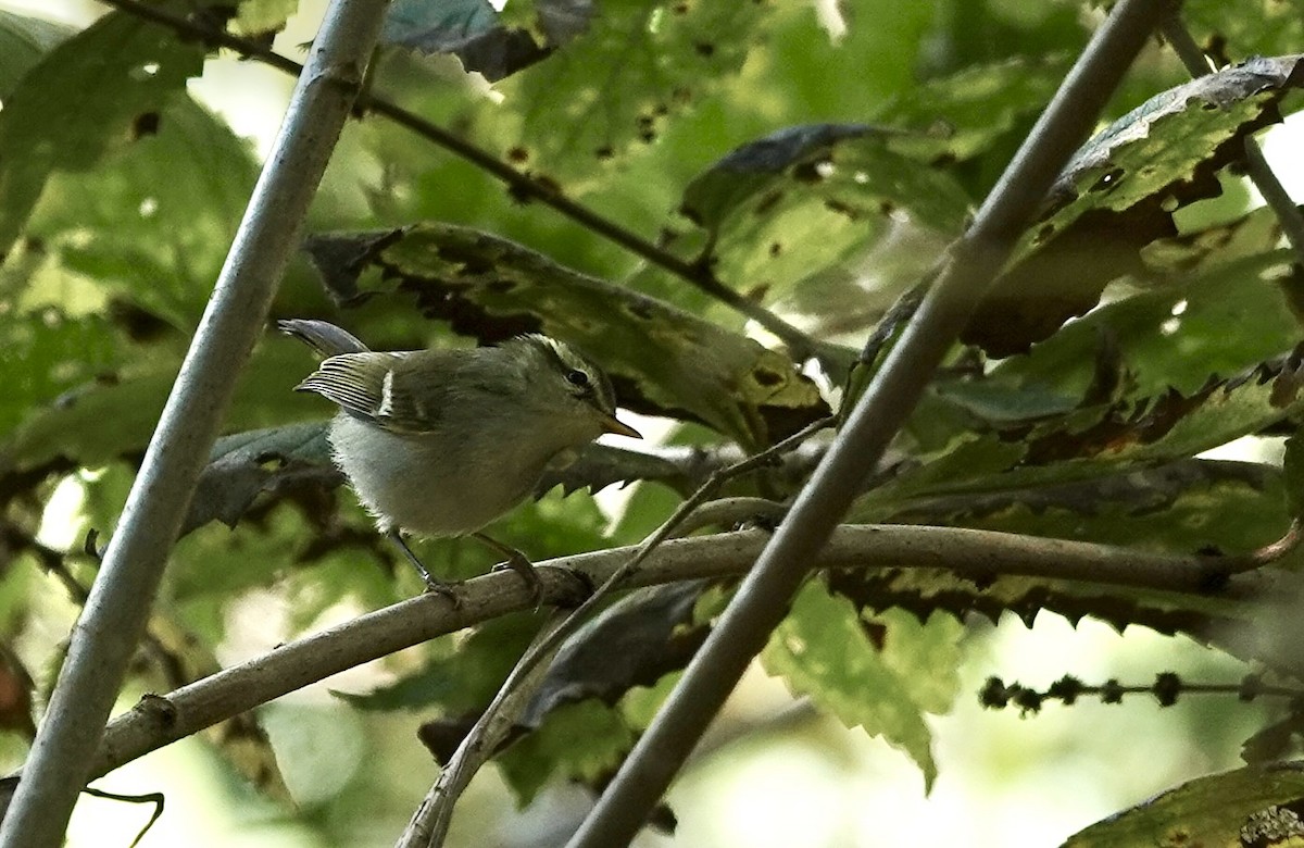 Davison's Leaf Warbler - ML625015666