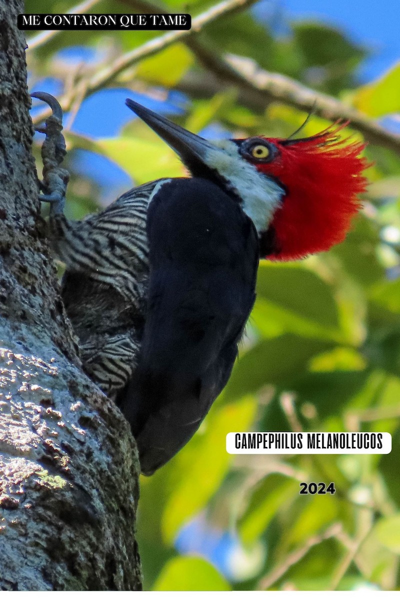 Crimson-crested Woodpecker - ML625015692