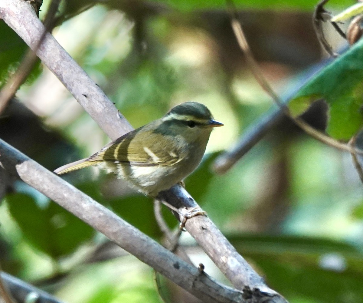 Davison's Leaf Warbler - ML625015706