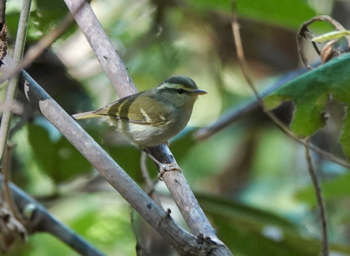 Davison's Leaf Warbler - ML625015732