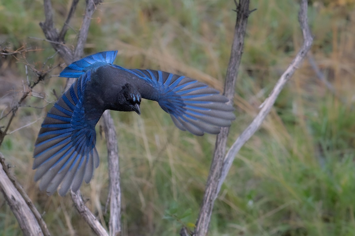 Steller's Jay - ML625015802