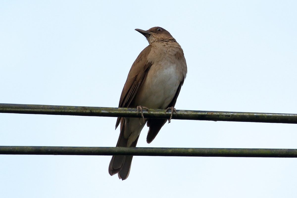 Black-billed Thrush - ML625015914