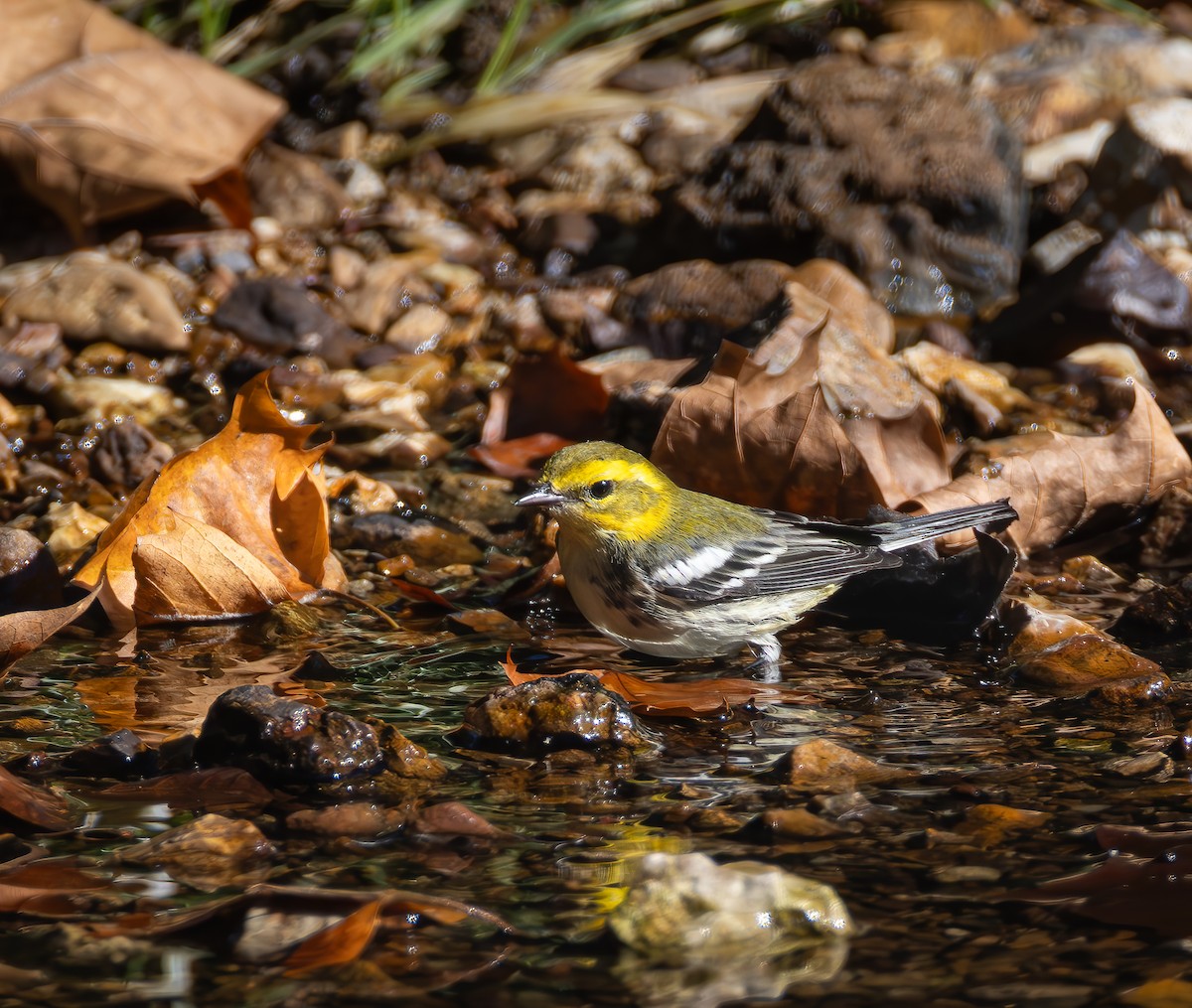 Black-throated Green Warbler - ML625015948