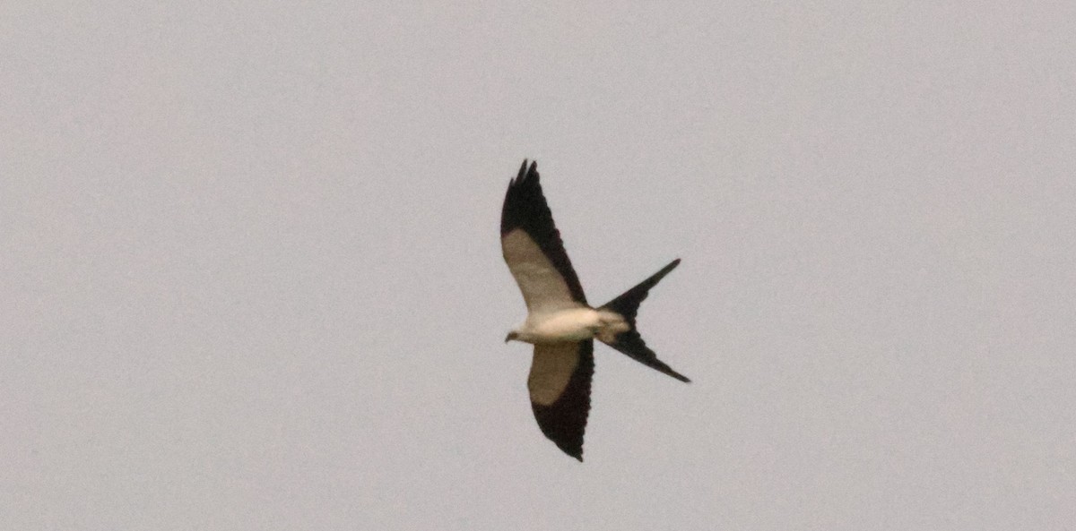 Swallow-tailed Kite - ML625015967