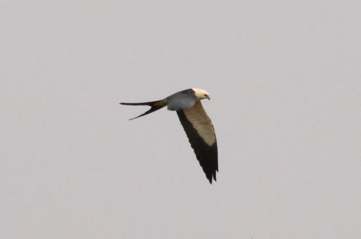 Swallow-tailed Kite - ML625015972