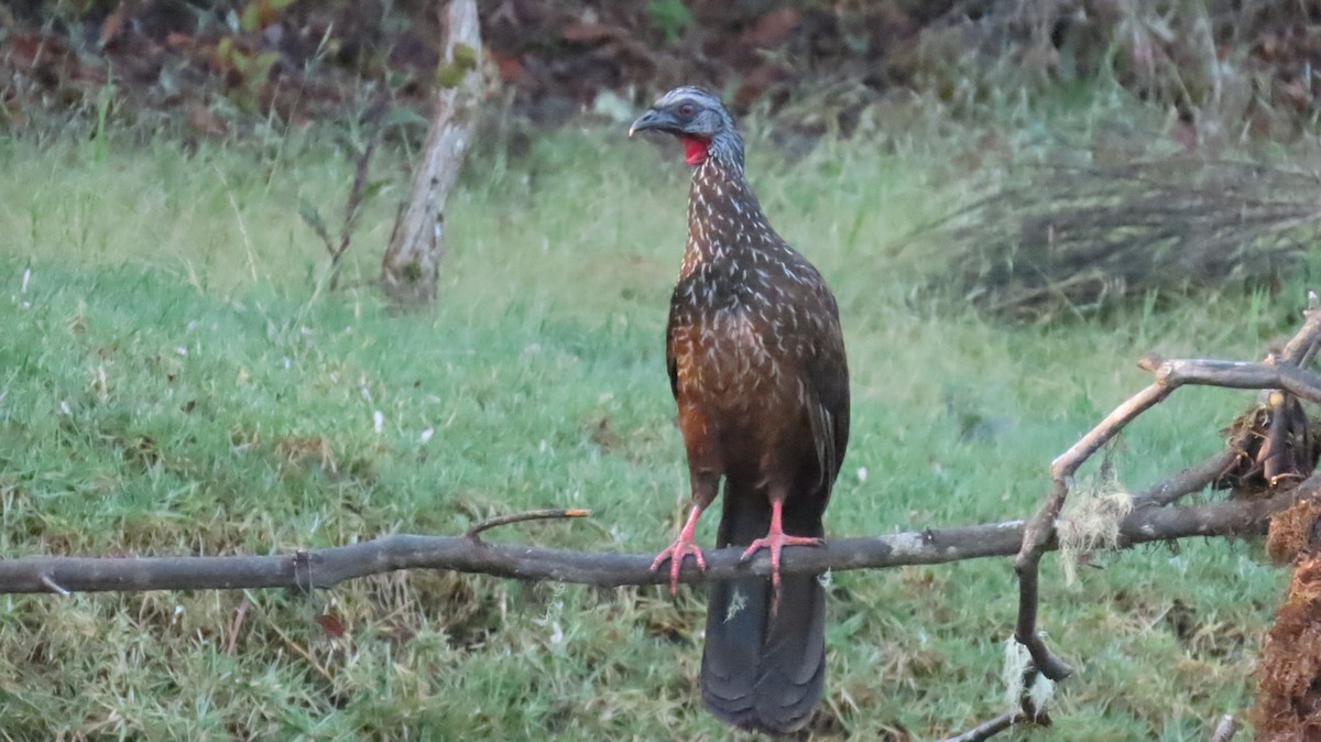 Andean Guan - ML625016345