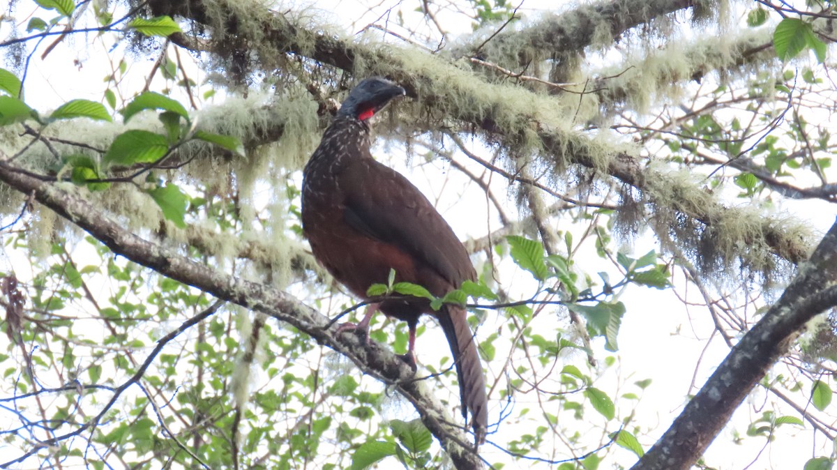 Andean Guan - ML625016346