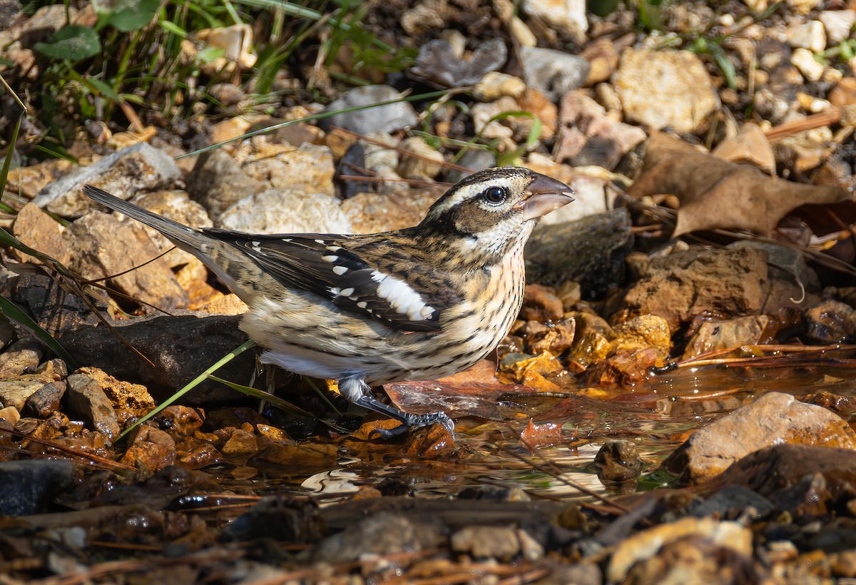 Rose-breasted Grosbeak - ML625016386