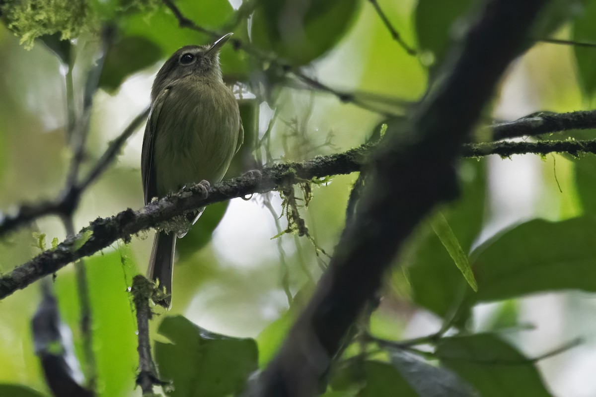 Eye-ringed Tody-Tyrant - ML625016539