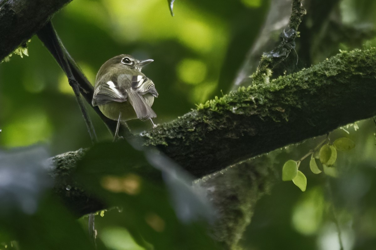 Eye-ringed Tody-Tyrant - ML625016540