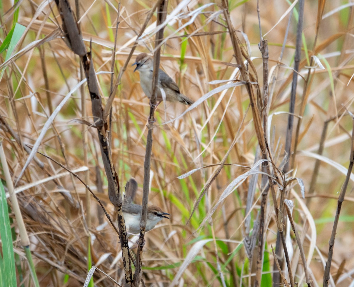 Kilombero Cisticola - ML625016617