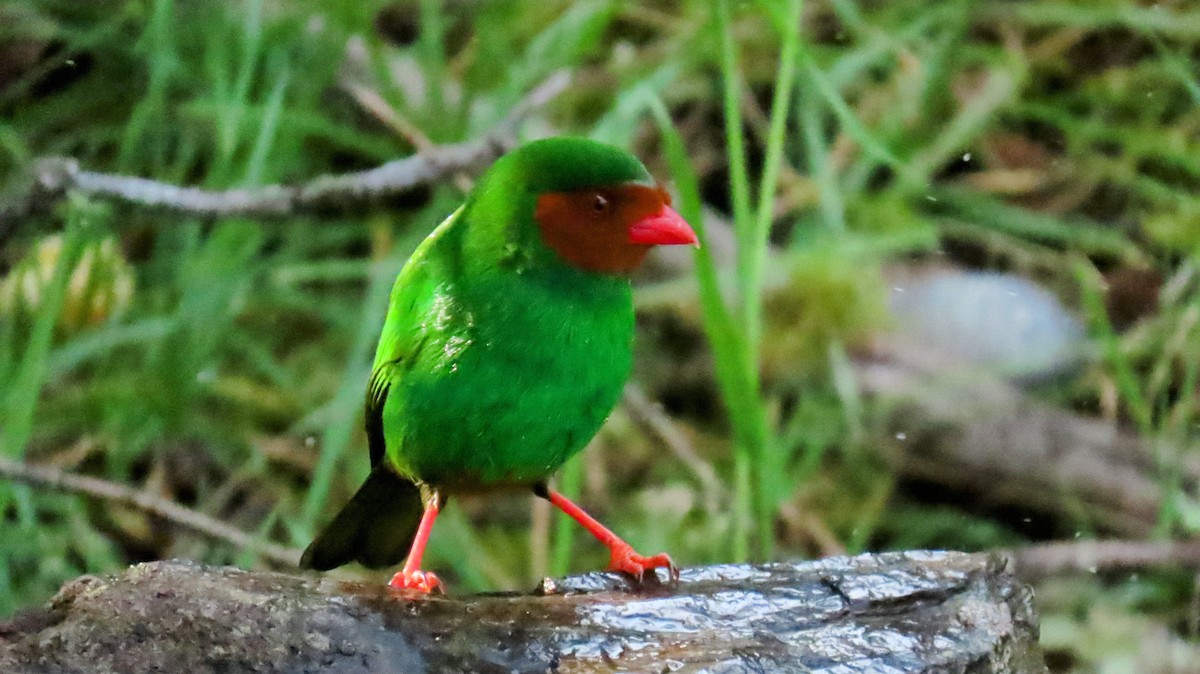 Grass-green Tanager - ML625016767