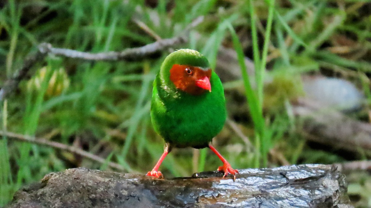 Grass-green Tanager - ML625016768