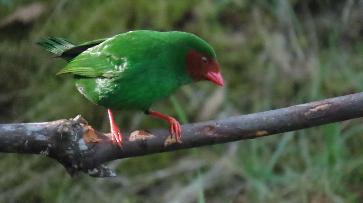 Grass-green Tanager - ML625016769